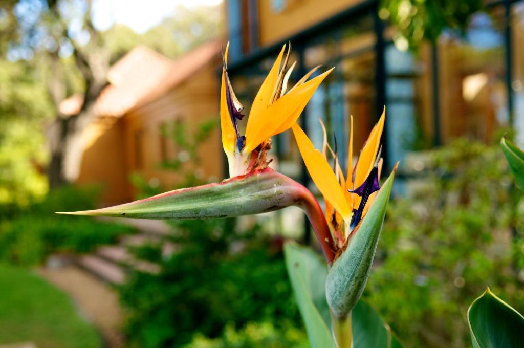 Cap Serein Guest House Cape Town Eksteriør bilde