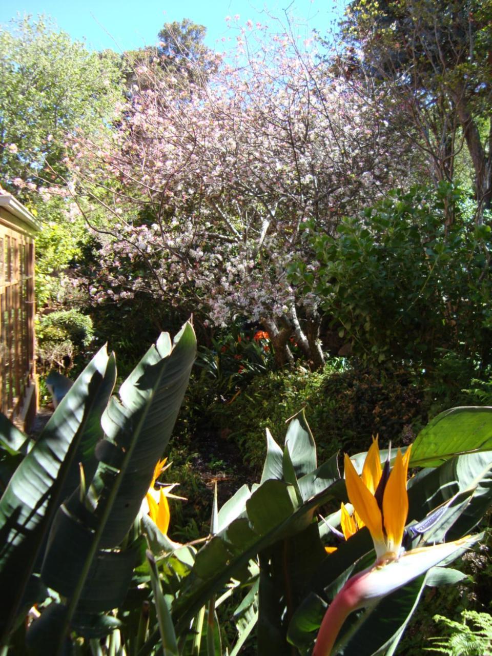 Cap Serein Guest House Cape Town Eksteriør bilde
